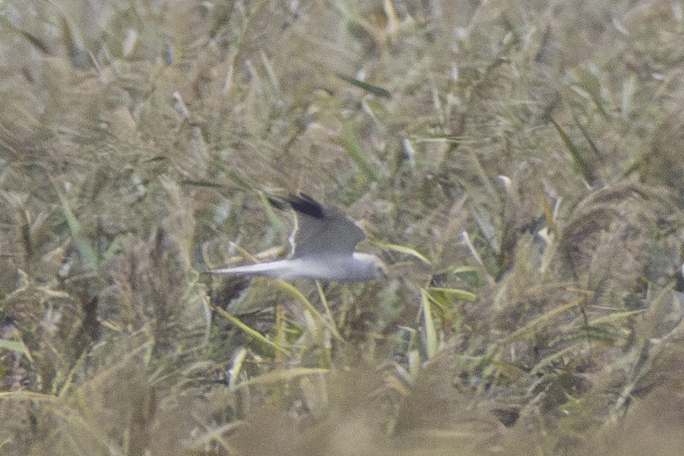 Aguilucho Papialbo - ML644537502