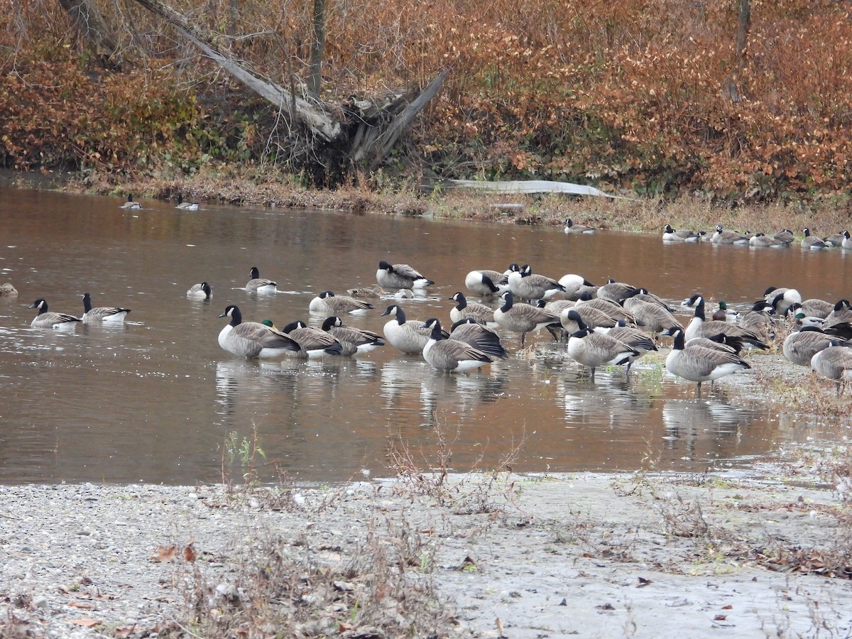 berneška velká - ML644537503