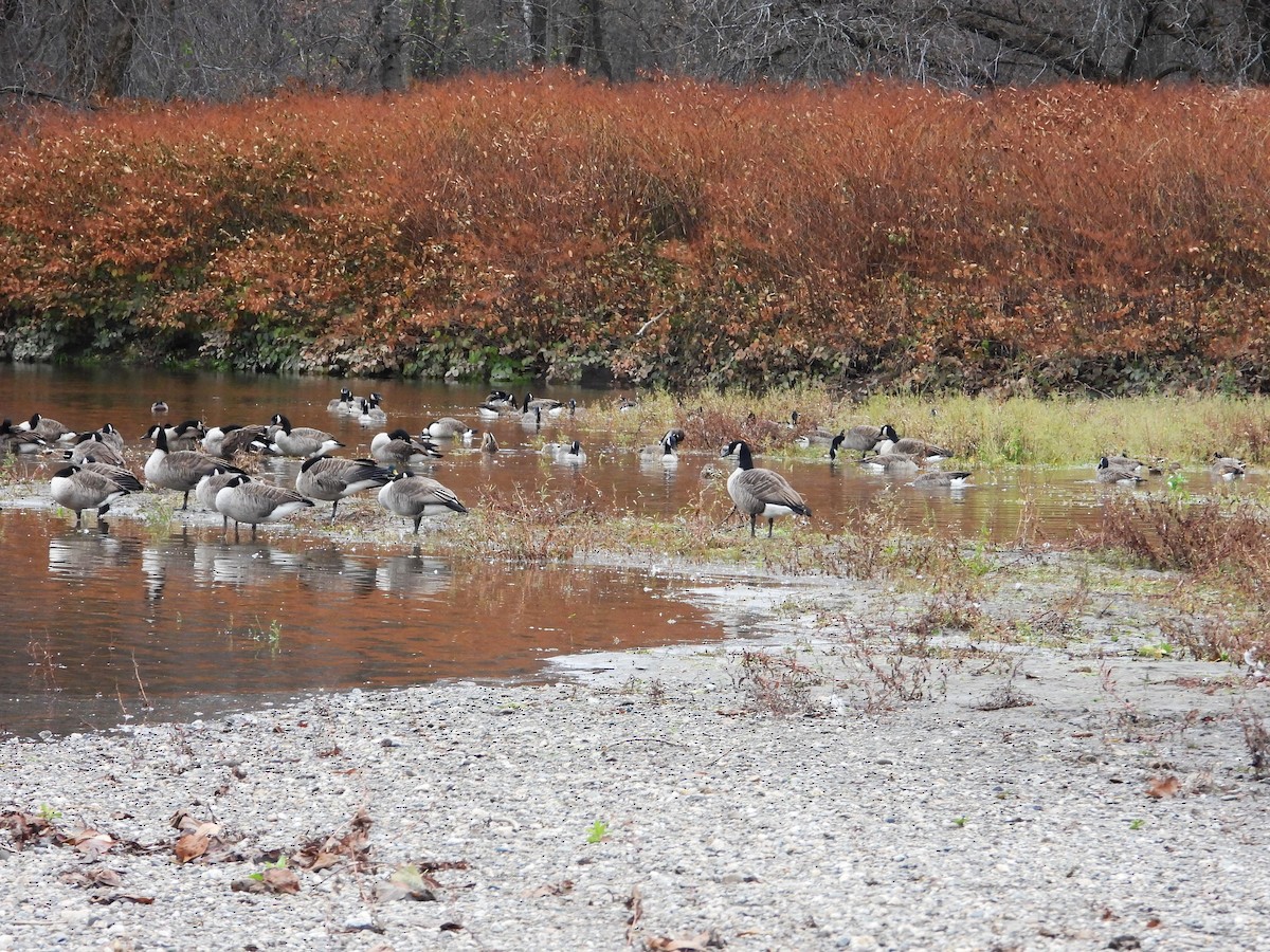 berneška velká - ML644537504