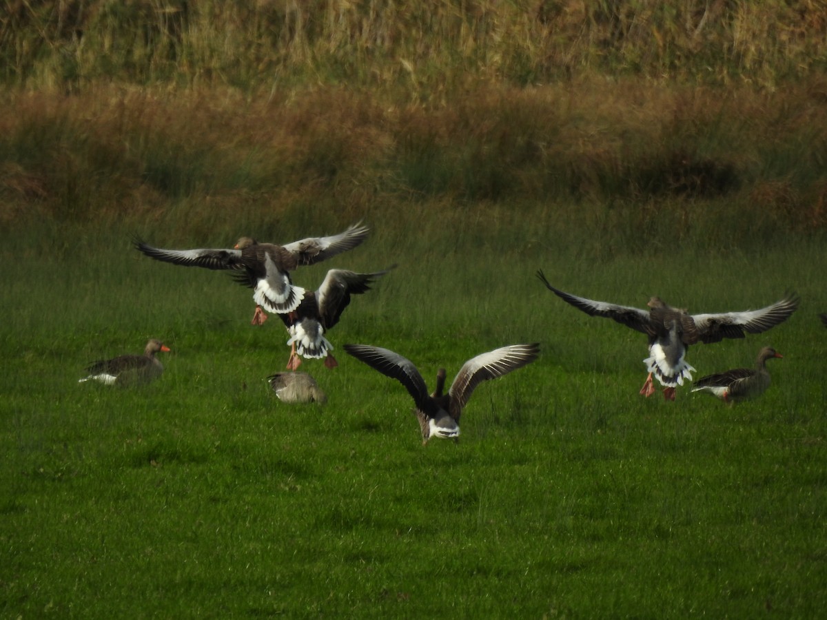 灰雁 - ML644537521