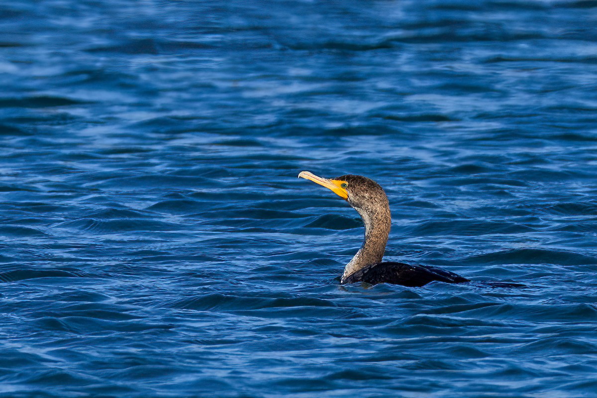 Ушастый баклан - ML644537531