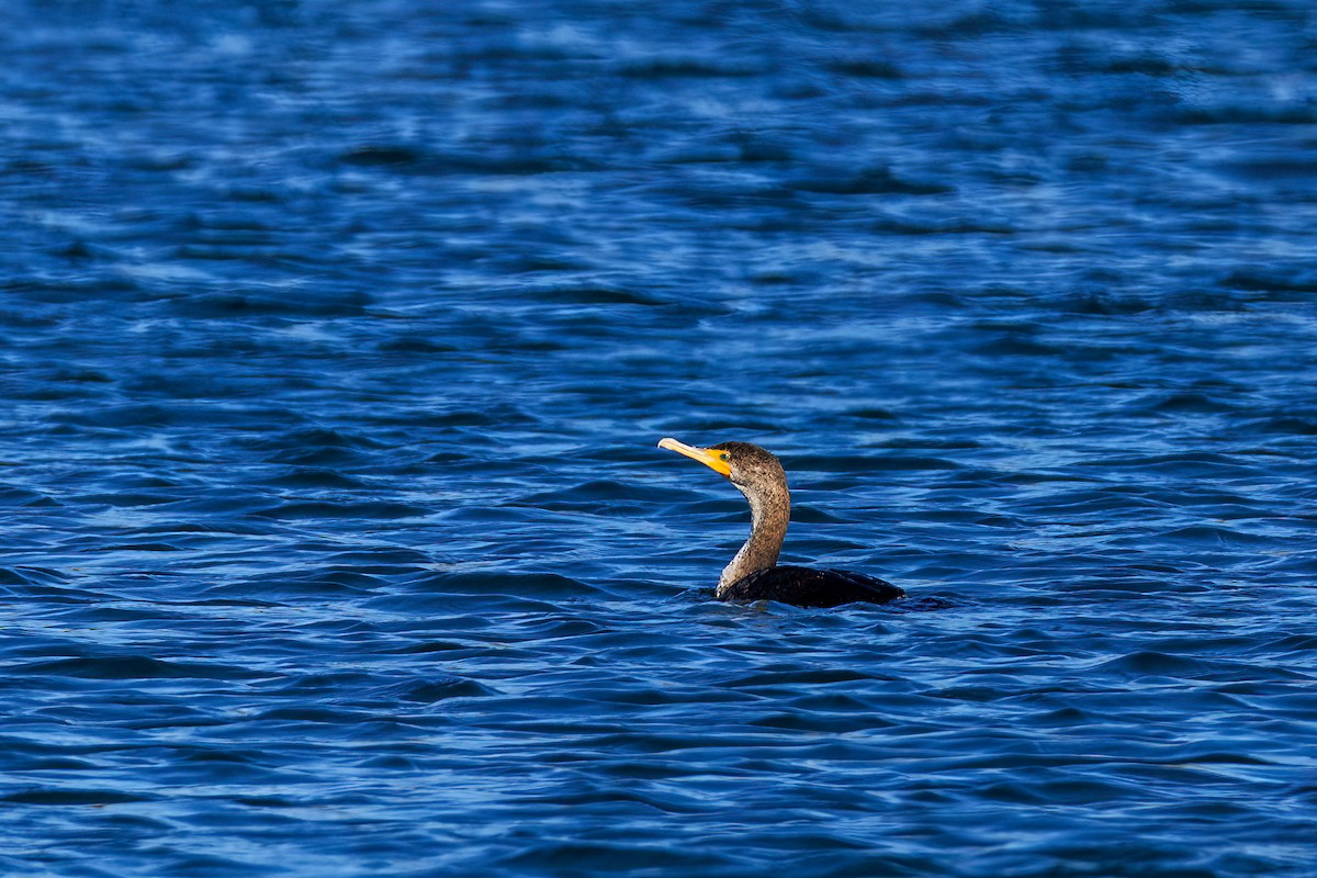 Ушастый баклан - ML644537532