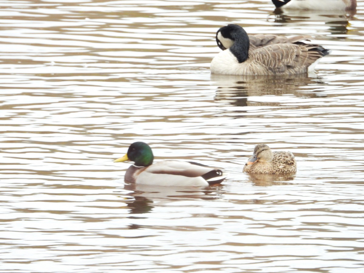 kachna divoká - ML644537533