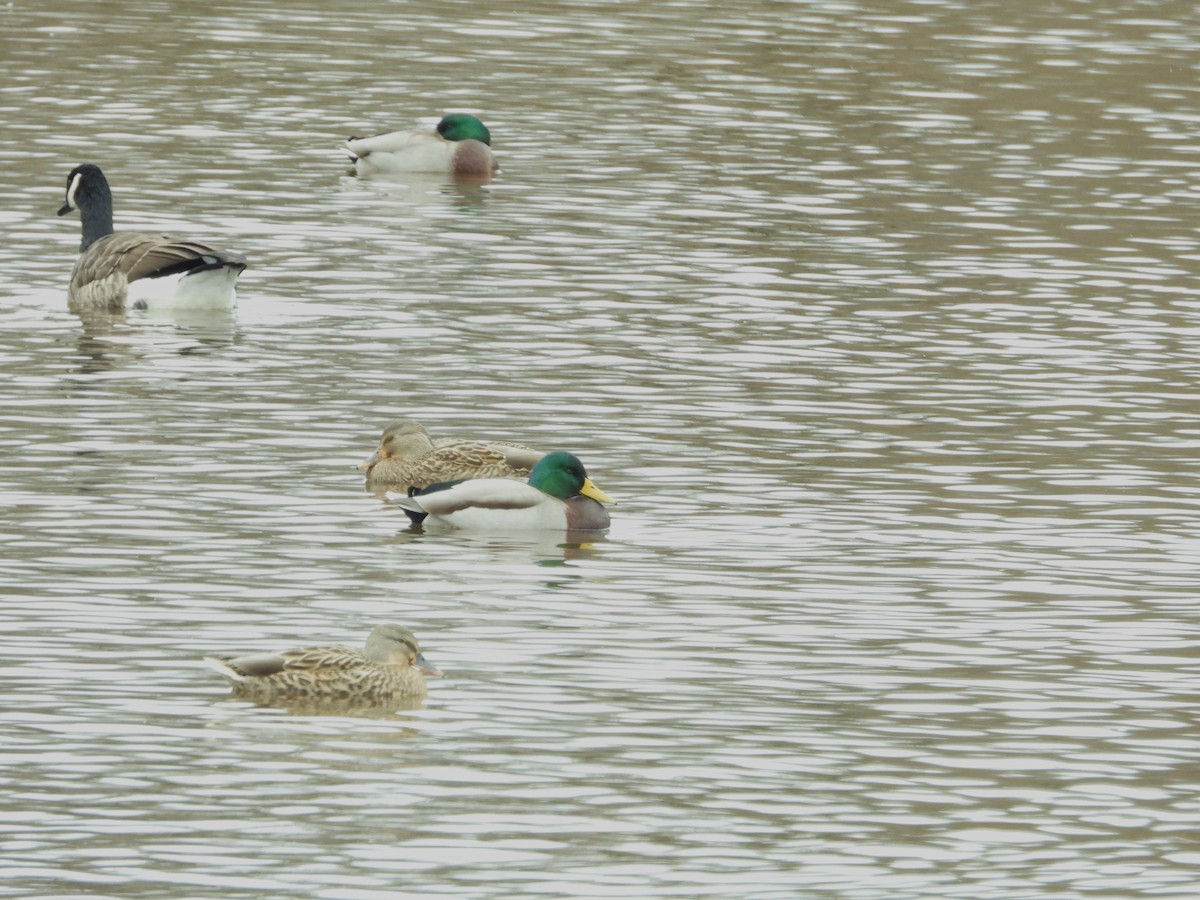 kachna divoká - ML644537534