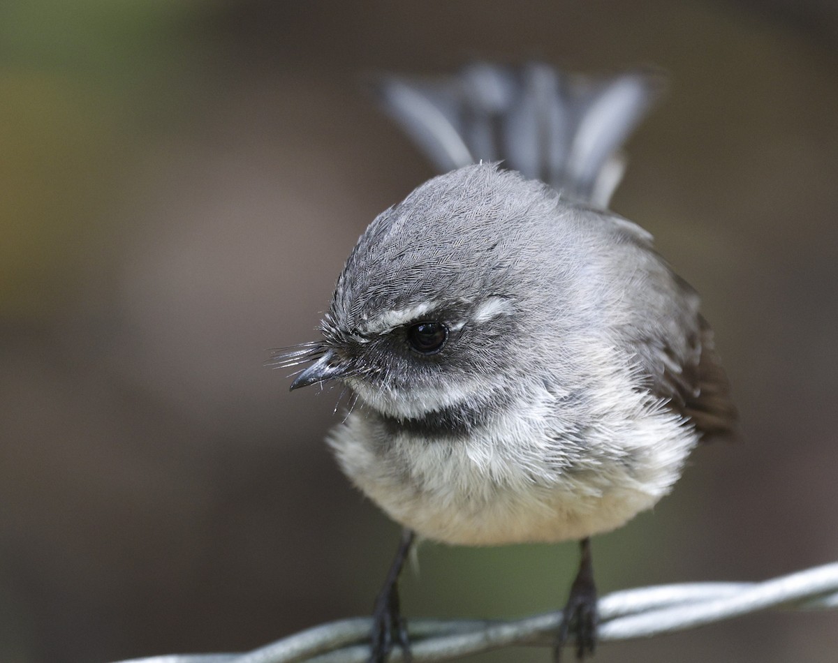 Gray Fantail - ML644537536