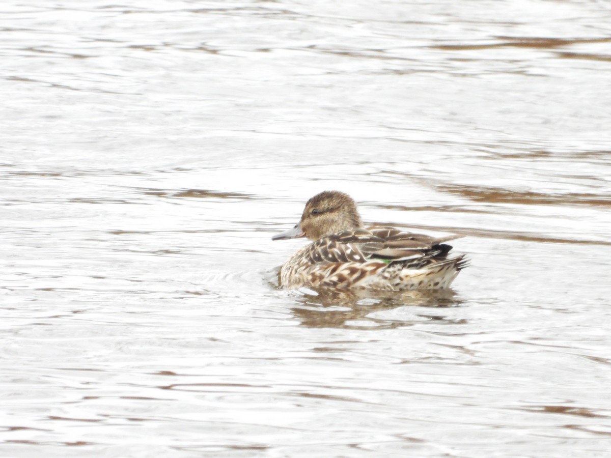 čírka obecná - ML644537542