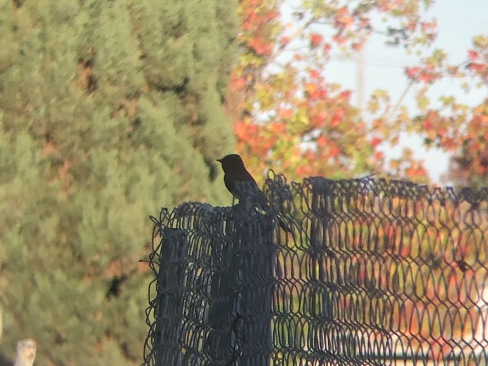 Black Phoebe - ML644537543