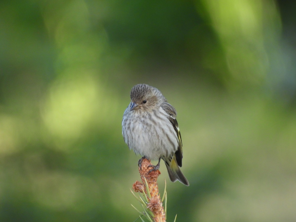 Чиж сосновий - ML644537545