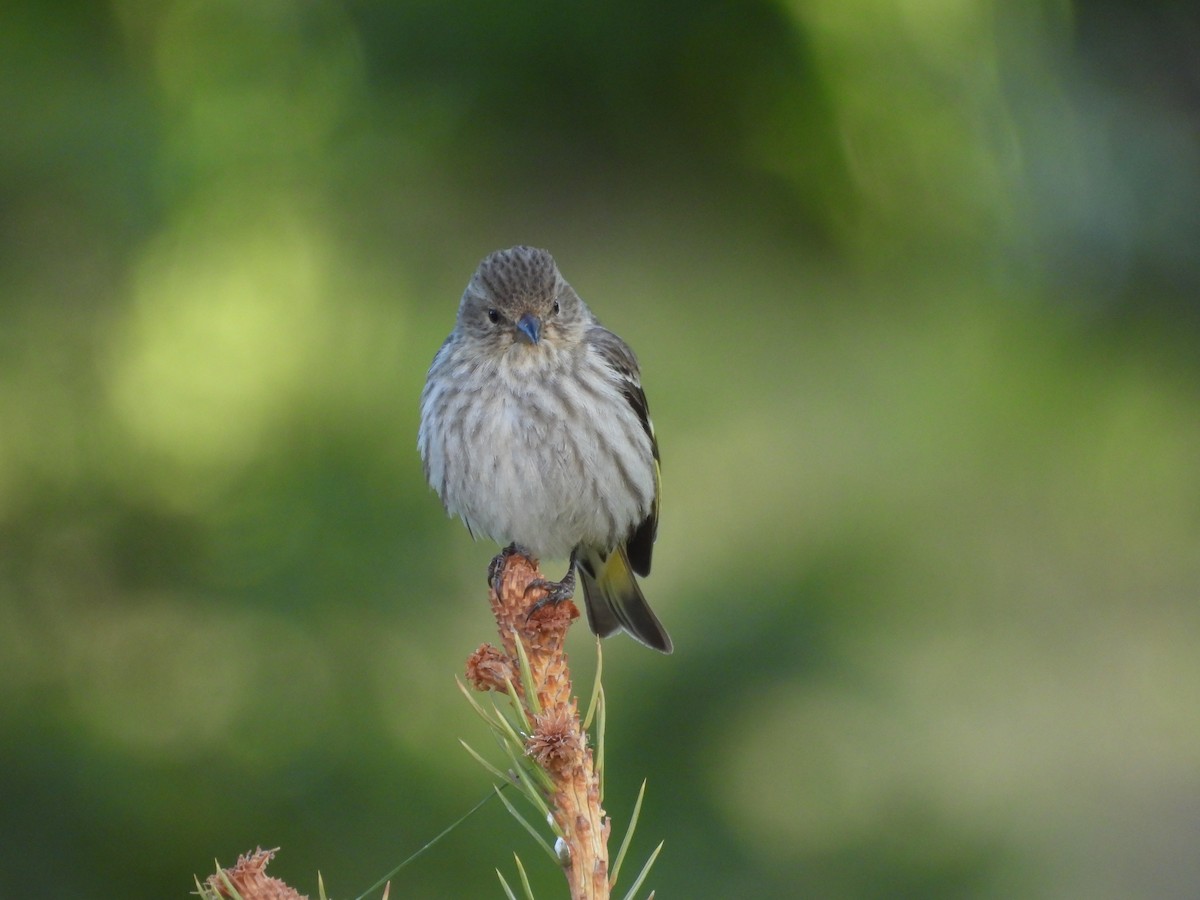 Чиж сосновий - ML644537546