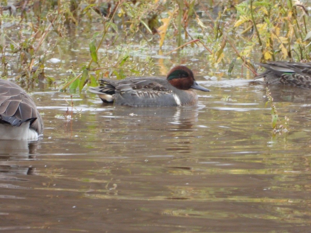 čírka obecná - ML644537547