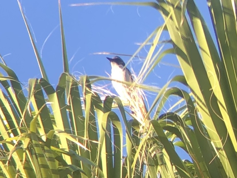 California Scrub-Jay - ML644537552