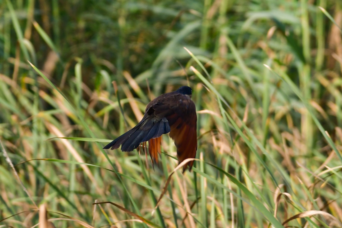 Cucal Senegalés - ML644537557
