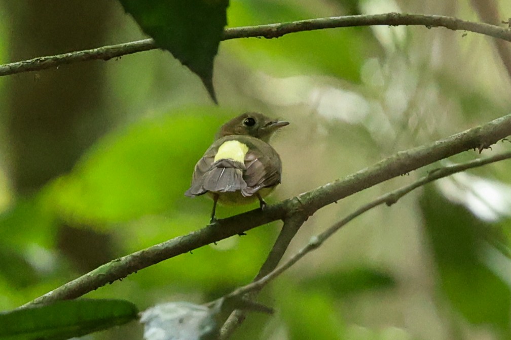 solgumptyrann (mastacalis) (gulgumptyrann) - ML644537565