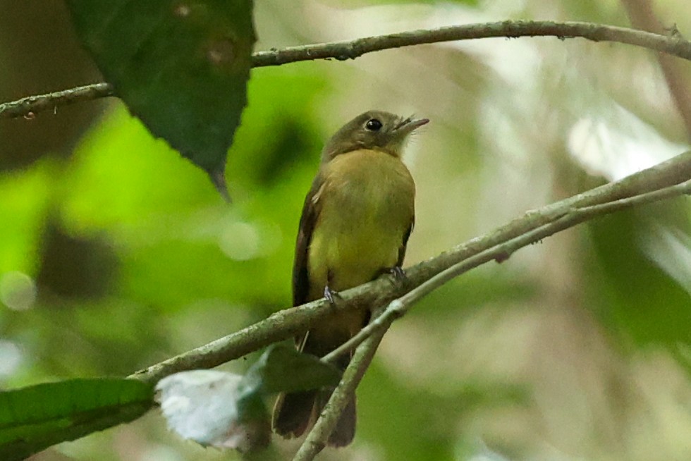 solgumptyrann (mastacalis) (gulgumptyrann) - ML644537566