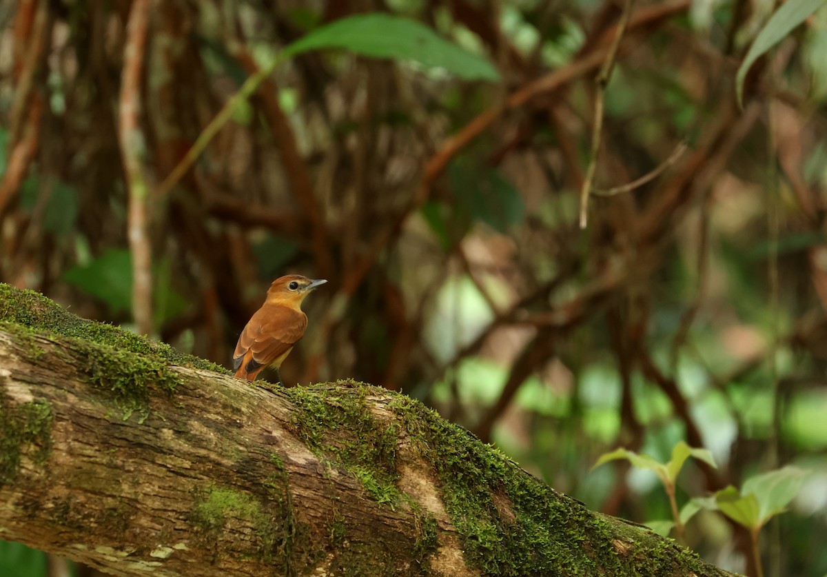 Cinnamon Becard - ML644537570