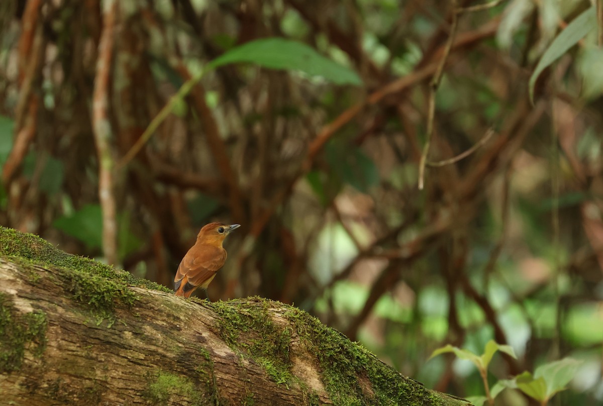 Cinnamon Becard - ML644537571