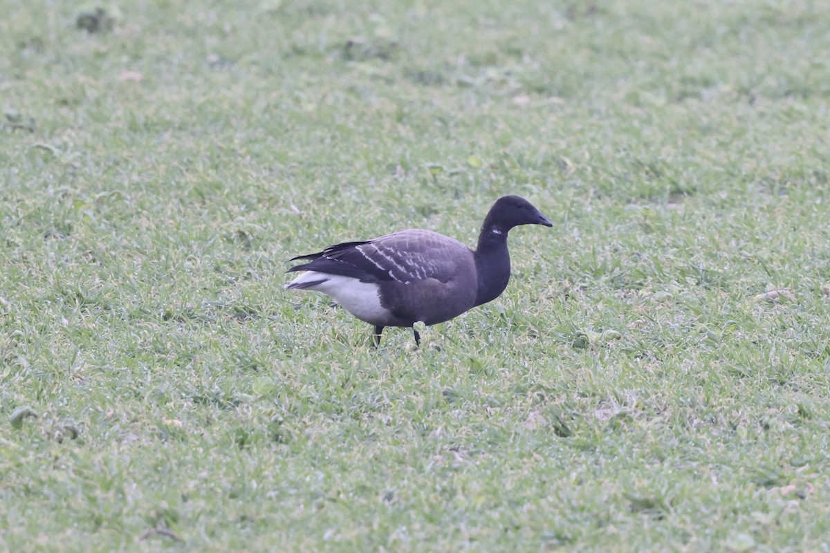 Brant (Dark-bellied) - ML644537575