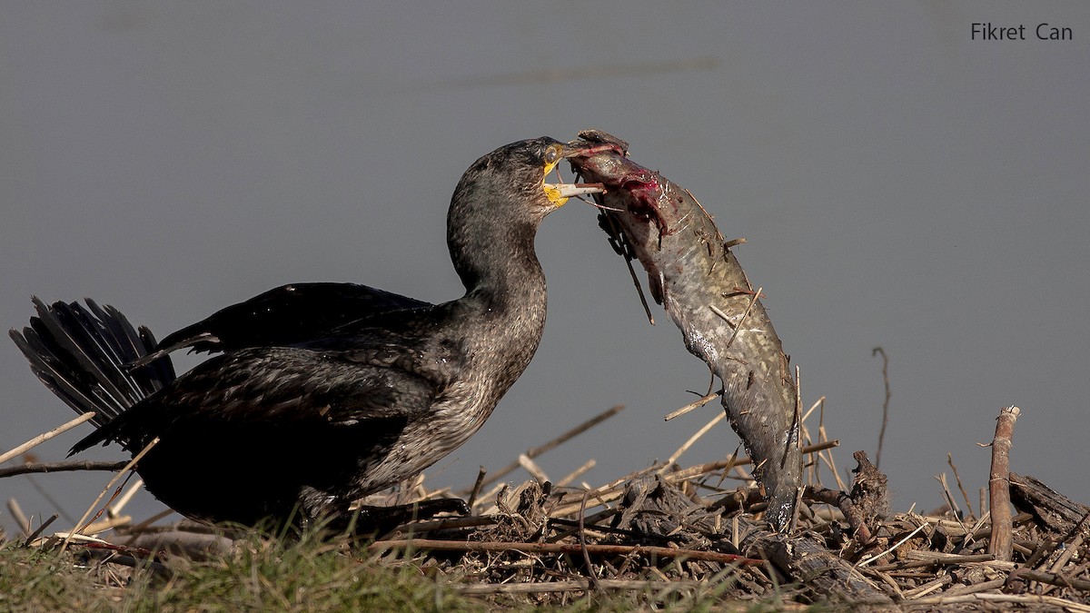 Ubarroi handia - ML644537583