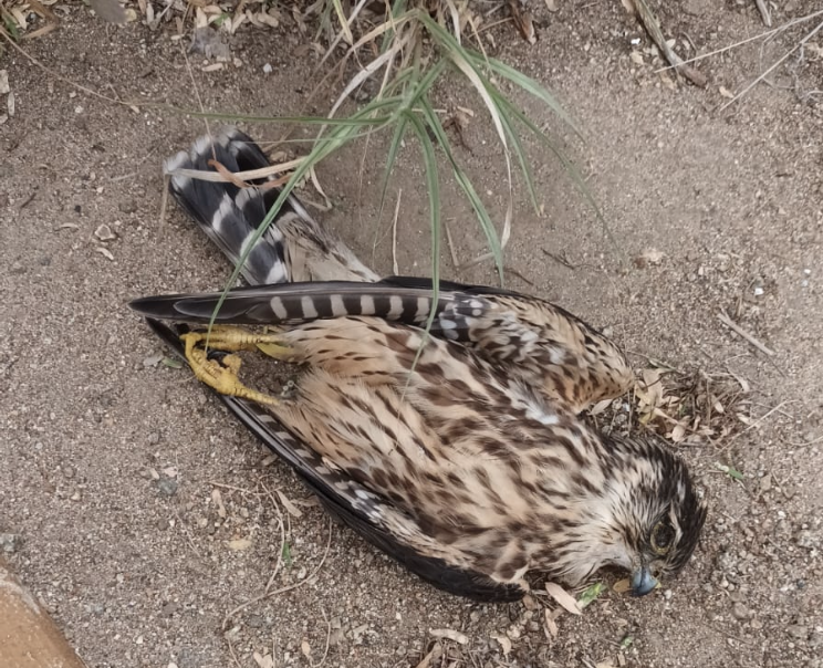 Merlin - ML644537585