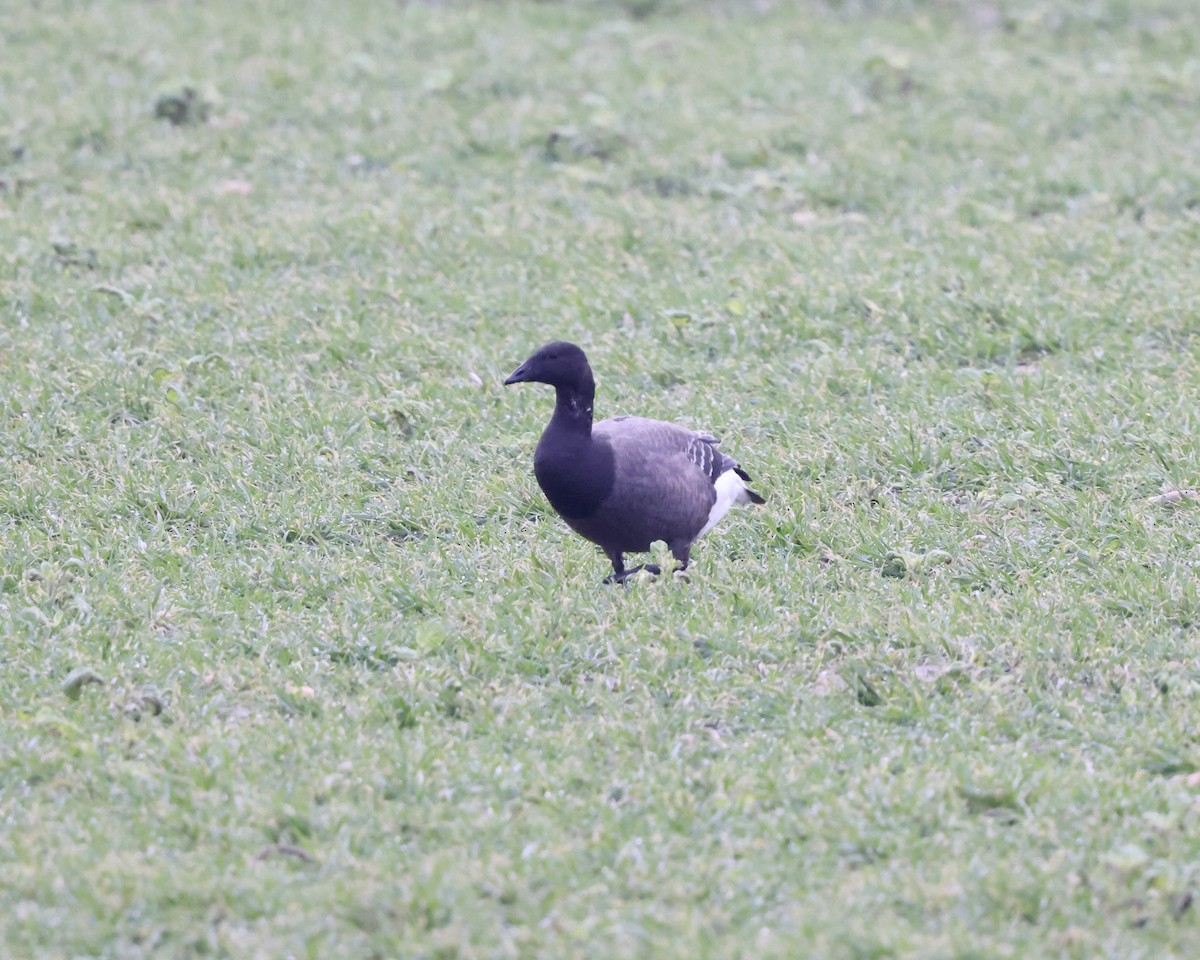 Brant (Dark-bellied) - ML644537587