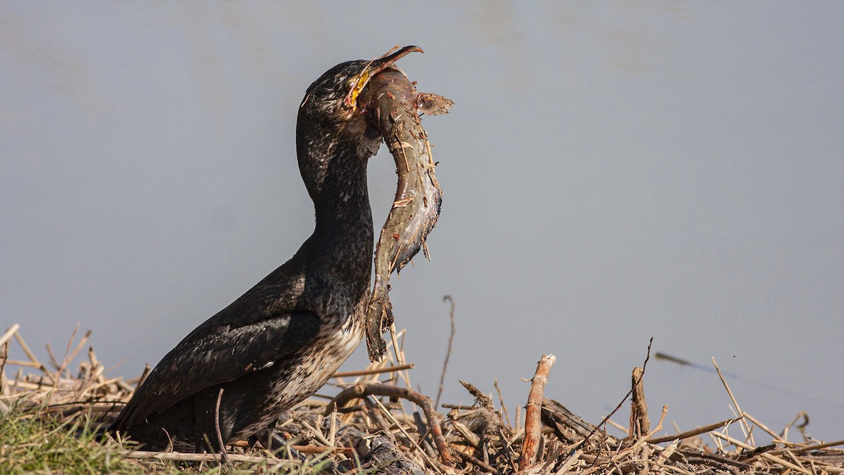 Ubarroi handia - ML644537590