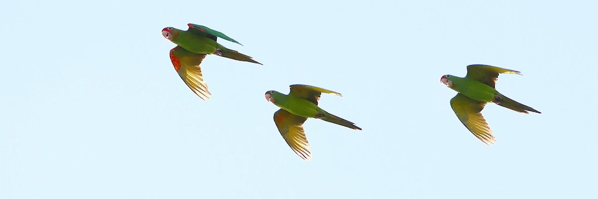 Sittich, unbestimmt - ML644537591