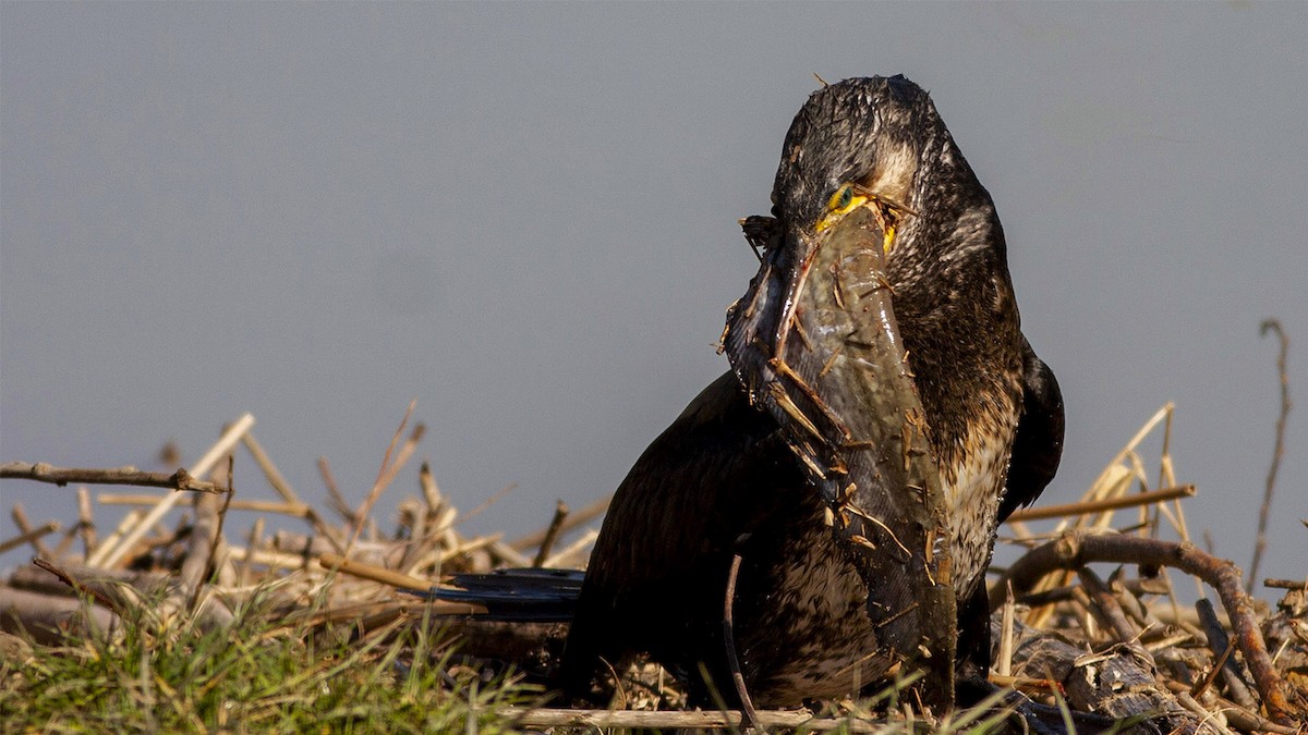 Ubarroi handia - ML644537592