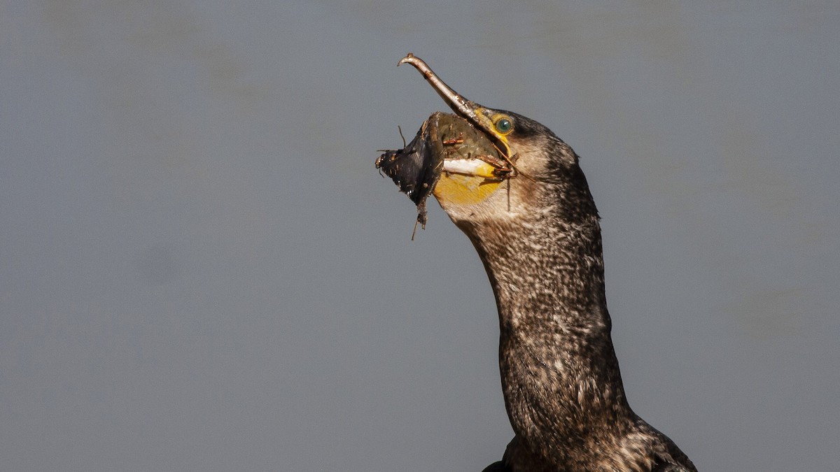 Ubarroi handia - ML644537598