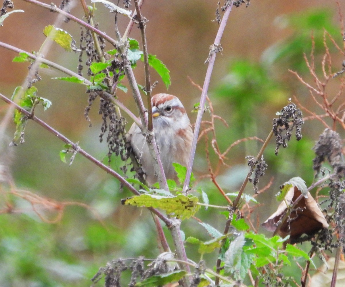 strnádka pokřovní - ML644537599