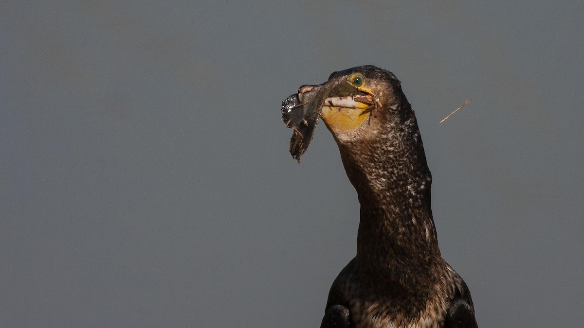 Ubarroi handia - ML644537600