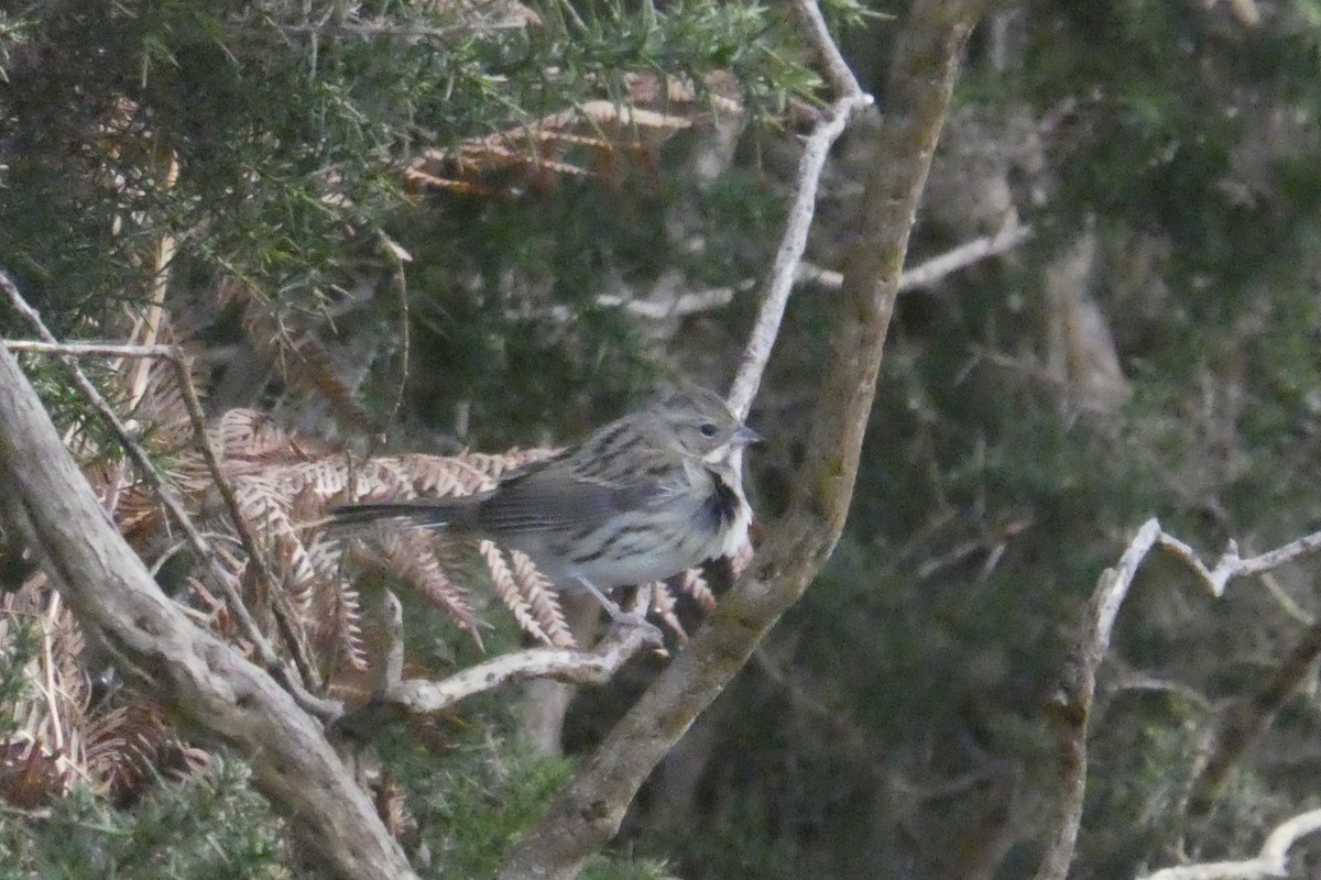 Black-faced Bunting - ML644537601