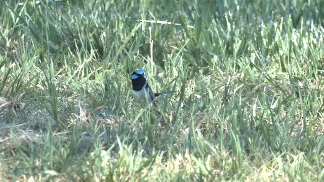 Superb Fairywren - ML644537604