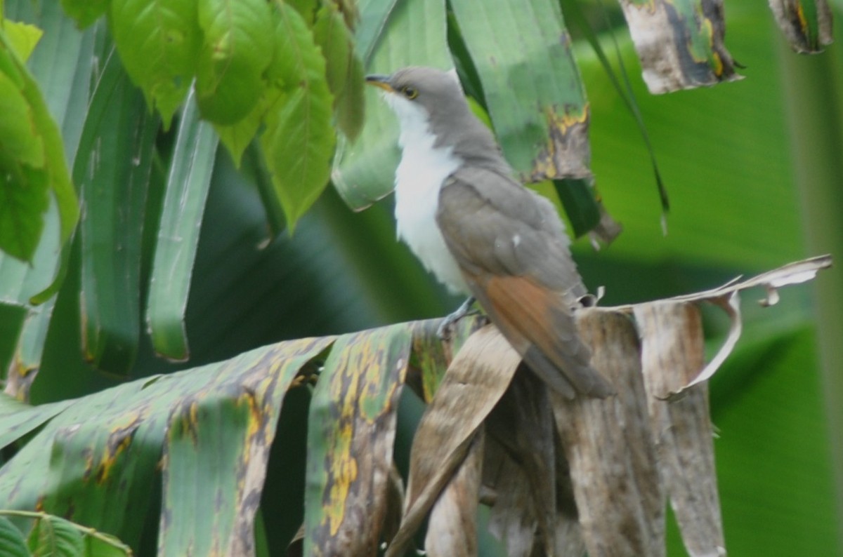 Yellow-billed Cuckoo - ML644537605