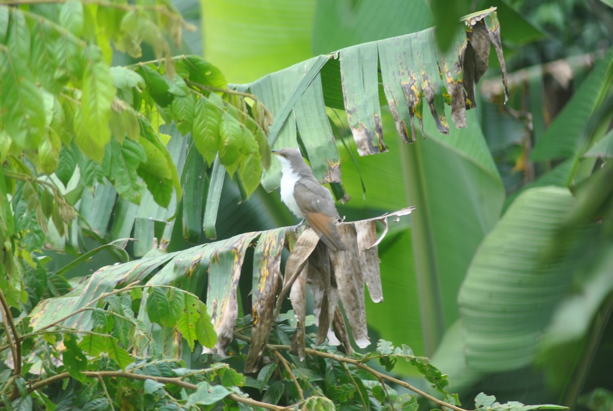 Yellow-billed Cuckoo - ML644537606