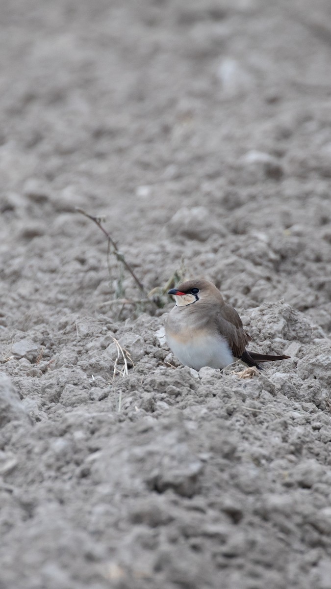 Rotflügel-Brachschwalbe - ML644537609