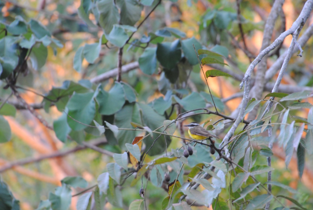 Tyran licteur - ML644537623