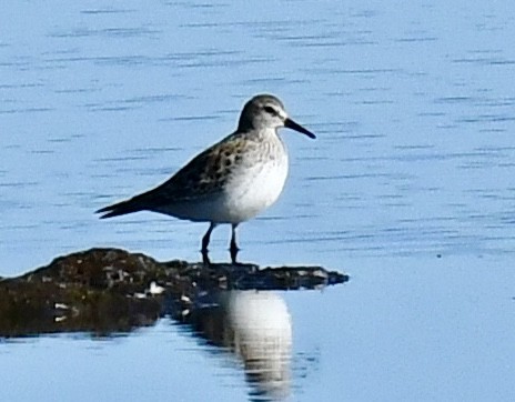 jespák tundrový - ML644537625