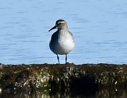 jespák tundrový - ML644537626