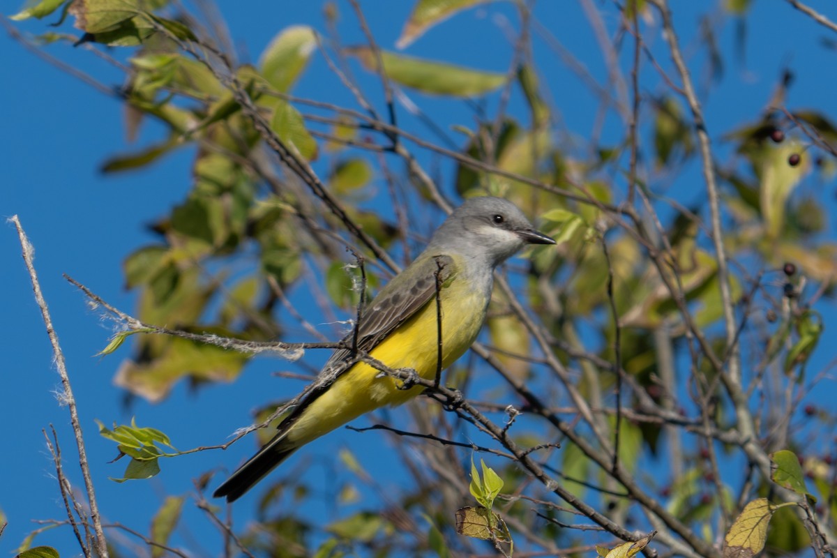 Tyran de l'Ouest - ML644537639