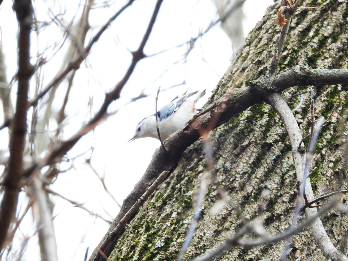 brhlík běloprsý - ML644537640