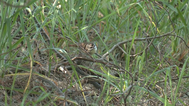 White-browed Scrubwren (White-browed) - ML644537647