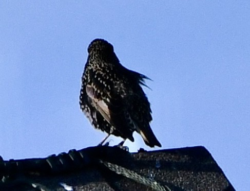 European Starling - ML644537652