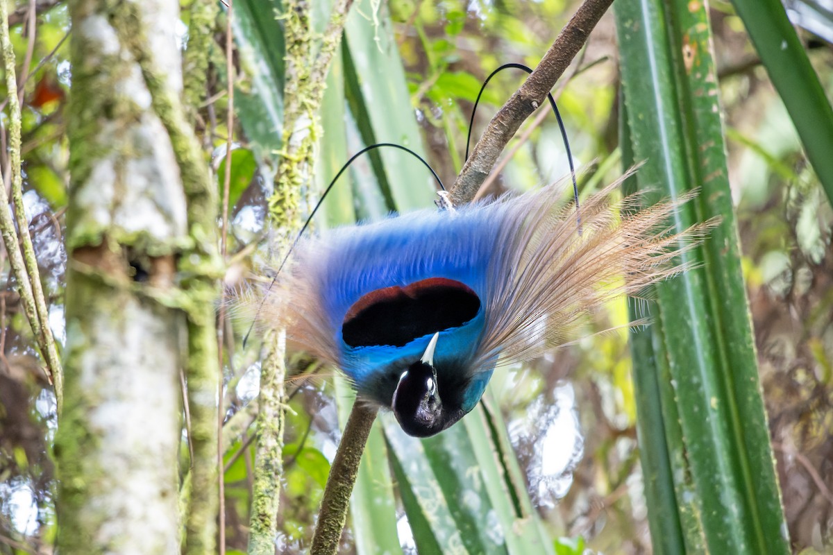 Blue Bird-of-Paradise - ML644537656