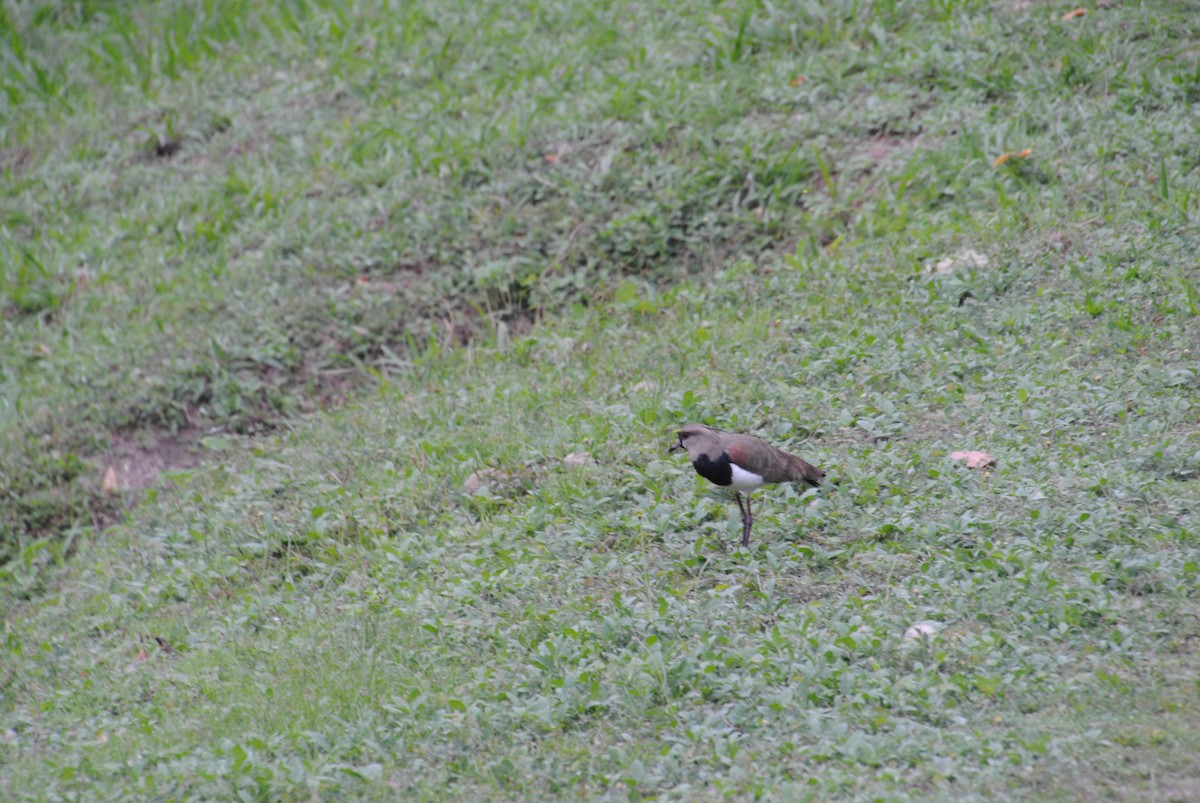 Vanneau téro - ML644537658