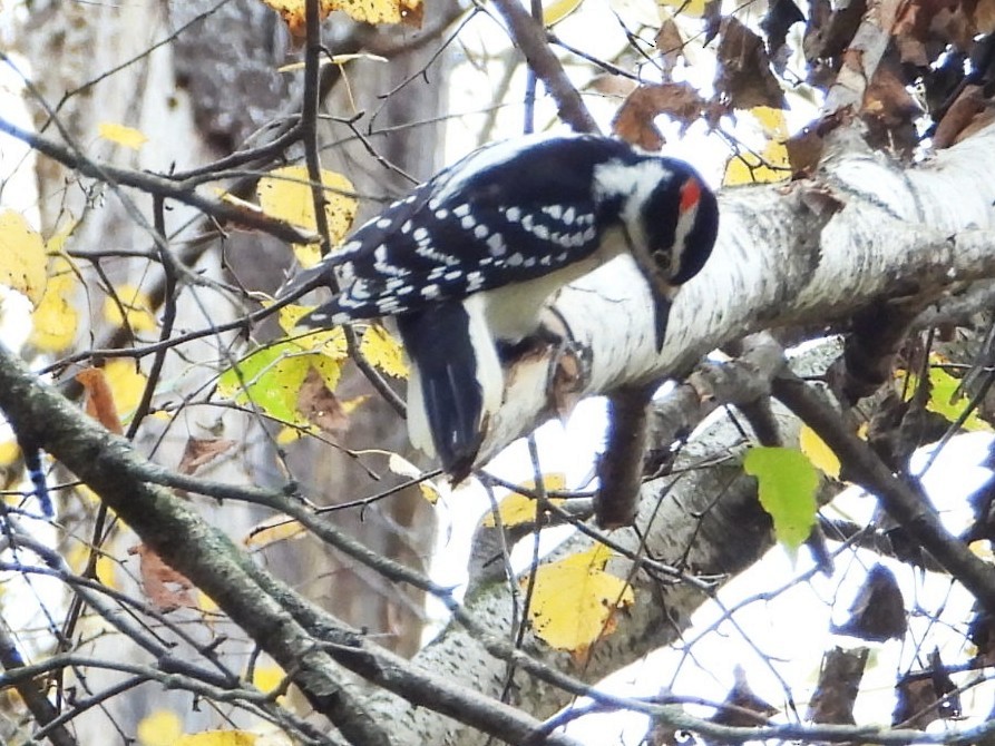 strakapoud americký - ML644537659