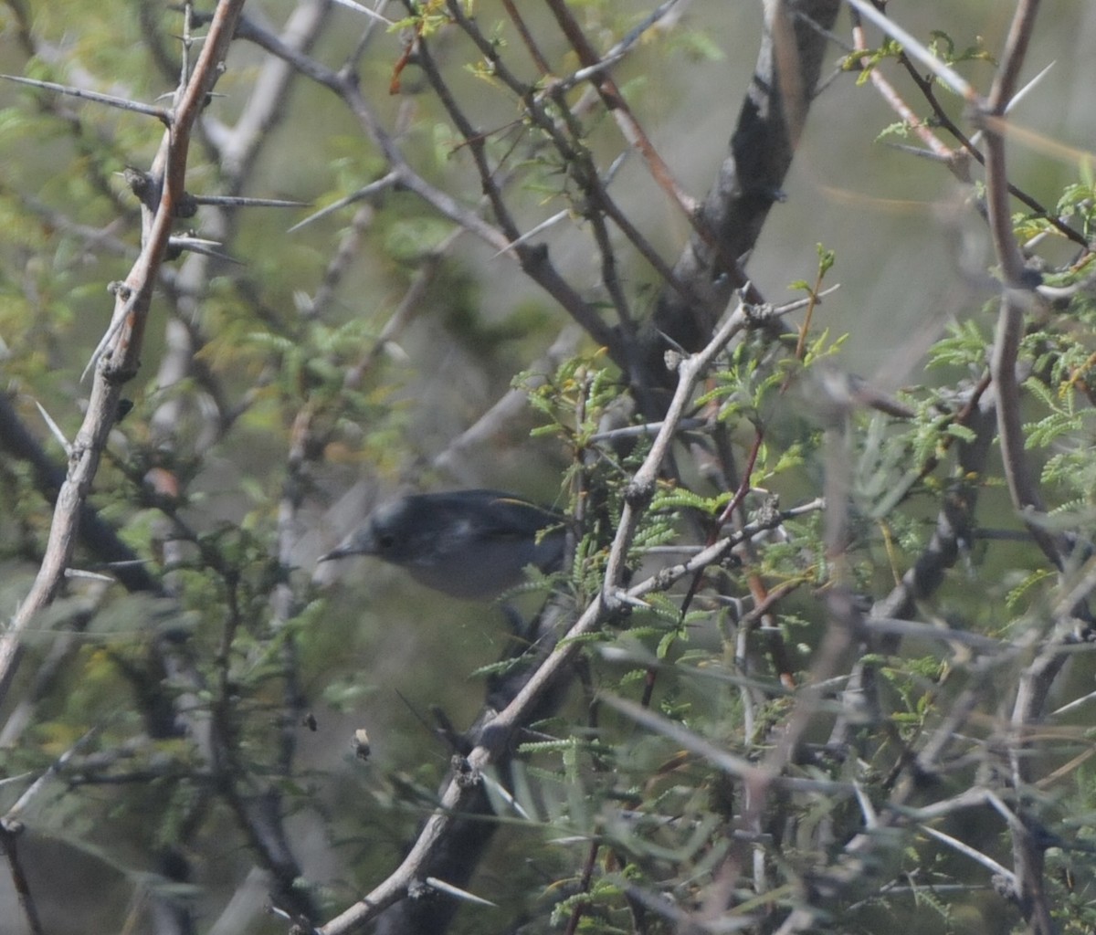 Gobemoucheron gris-bleu - ML644537660