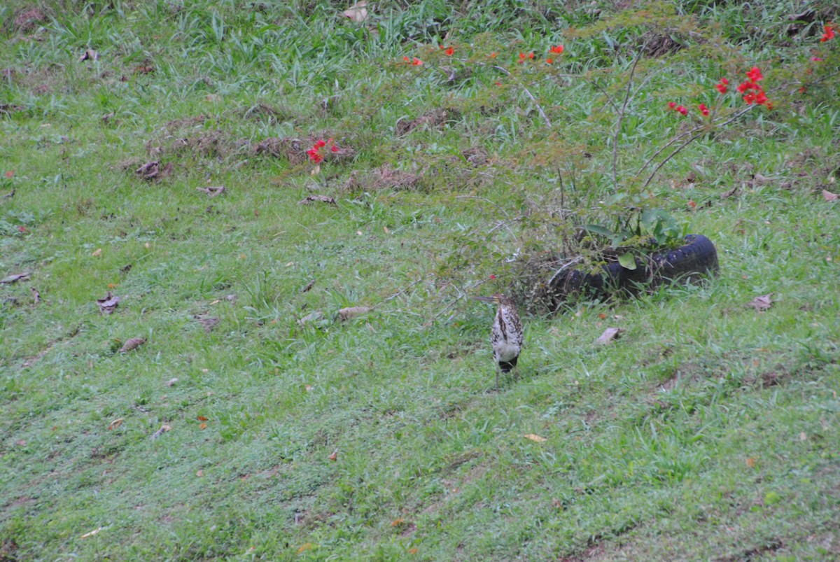 Onoré rayé - ML644537667