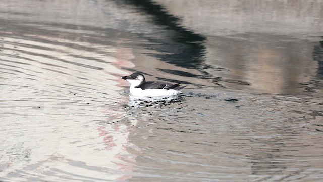 Razorbill - ML644537683