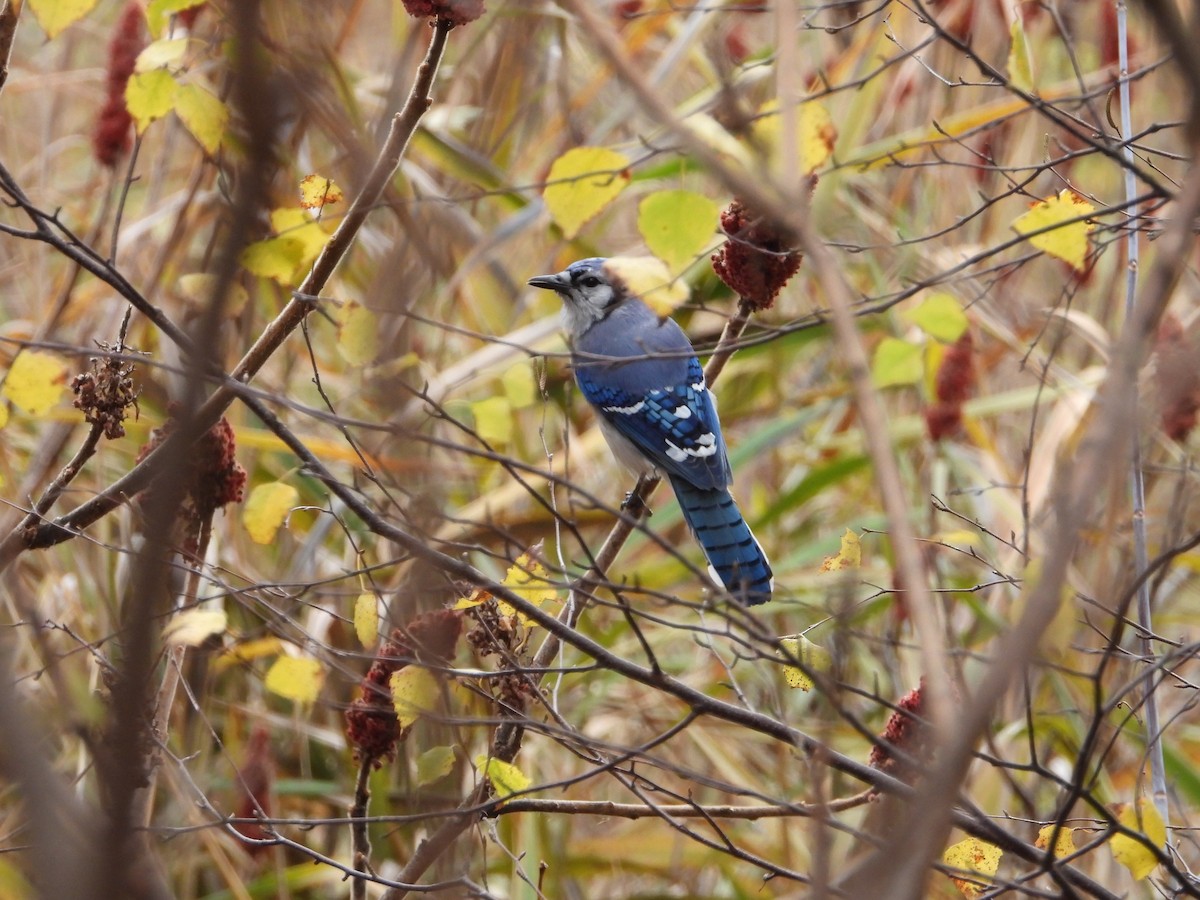 sojka chocholatá - ML644537695