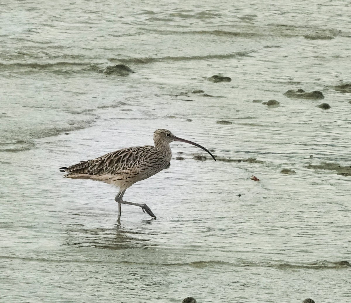 Courlis de Sibérie - ML644537723